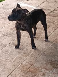 Staffordshire bull terrier
