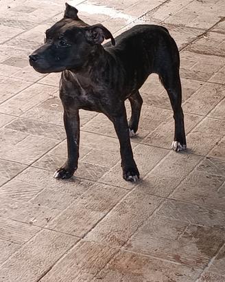 Staffordshire bull terrier