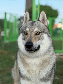Cane lupo cecoslovacco per monta
