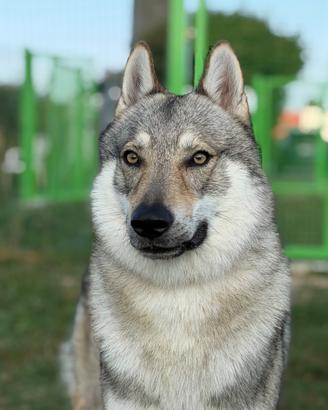 Cane lupo cecoslovacco per monta