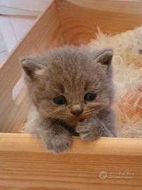 Cucciole British con pedigree