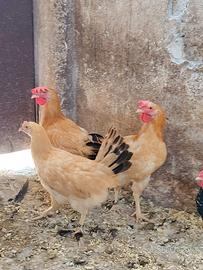 Coppia o galli bionda piemontese