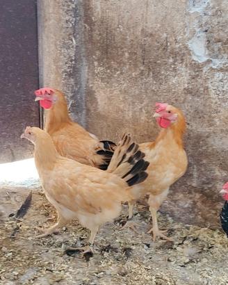 Coppia o galli bionda piemontese