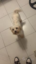 Maltese femmina