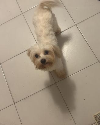 Maltese femmina