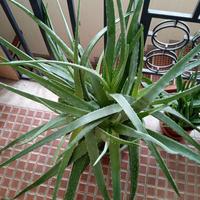 Pianta di Aloe Vera barbadensis