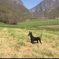 Pinchers Femmina per Accoppiamento