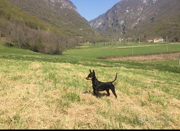 Pinchers Femmina per Accoppiamento