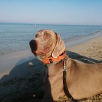 Weimaraner per monta