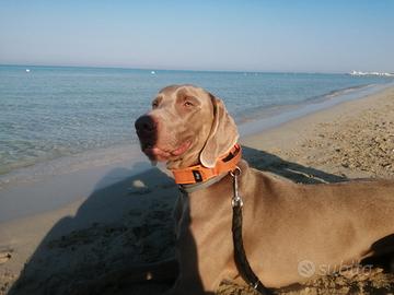 Weimaraner per monta