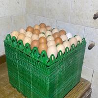 Vassoio Portauova in plastica