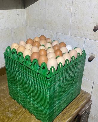 Vassoio Portauova in plastica