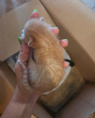 Gatto rosso tigrato