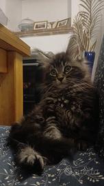 Maine Coon Cuccioli