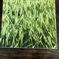 Piatto di porcellana