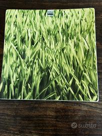 Piatto di porcellana