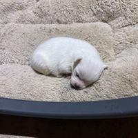 Chihuahua/jack Russel