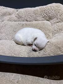 Chihuahua/jack Russel