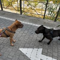 Cane Sharpei