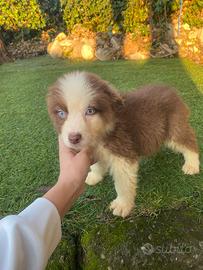 Cuccioli di pastore australiano