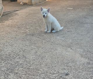 Akita inu