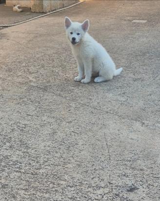 Akita inu
