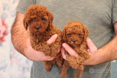 Barboncino disponibile