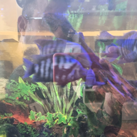 Ciclidi Nigrofasciatum