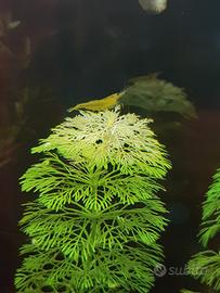 Limnophila sessiliflora 