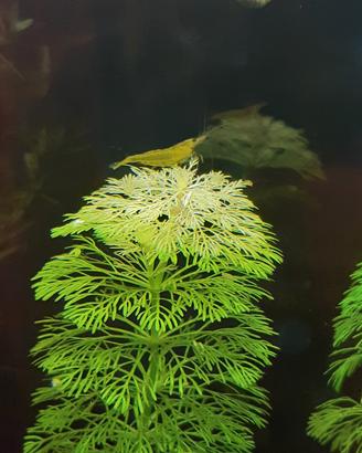 Limnophila sessiliflora 