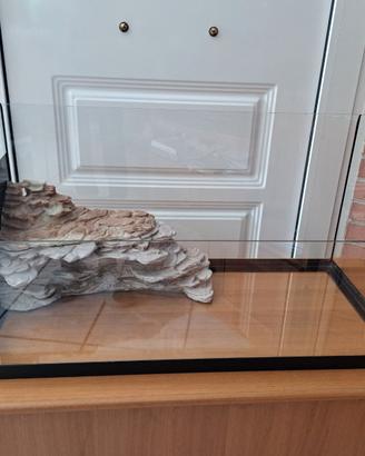 TARTARUGHIERA IN VETRO
