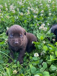 Cuccioli di Labrador Choco con pedegree