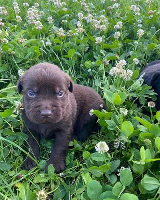 Cuccioli di Labrador Choco con pedegree
