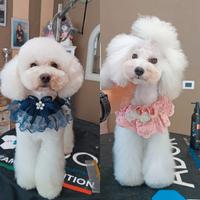 Barboncino Toy Bianco