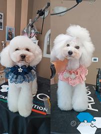 Barboncino Toy Bianco