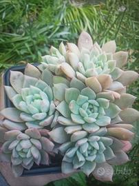 Echeveria ICE flower