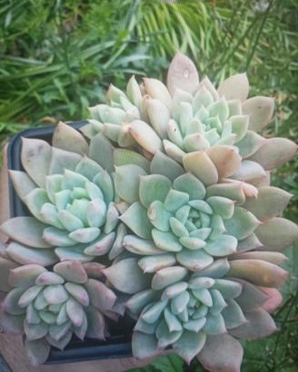 Echeveria ICE flower