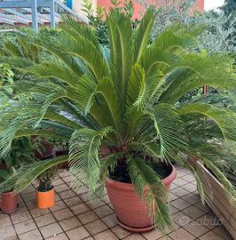 Pianta cycas