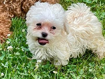 Cucciolo di Maltipoo mini mini