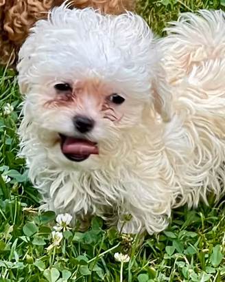 Cucciolo di Maltipoo mini mini