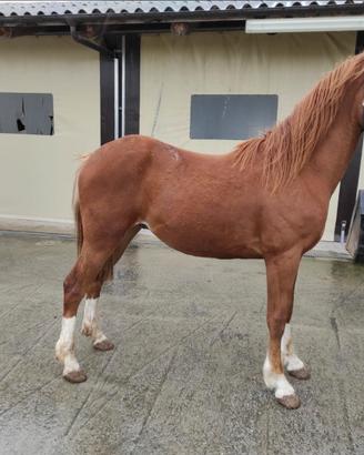 Puledro incrocio argentino
