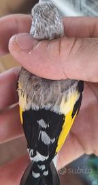 Cardellino