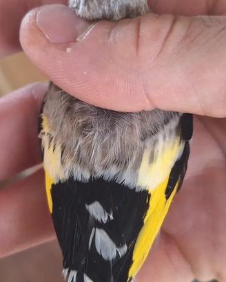 Cardellino