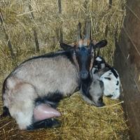 Capra con capretta e capretto