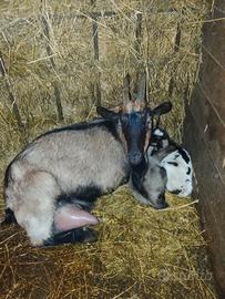 Capra con capretta e capretto