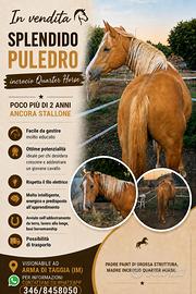 Puledro incrocio Paint e quarter horse di 2 anni