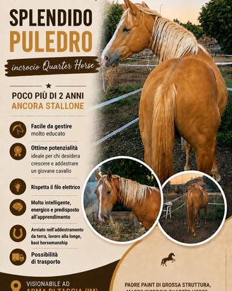 Puledro incrocio Paint e quarter horse di 2 anni
