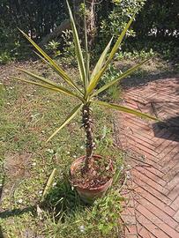 Pianta Yucca