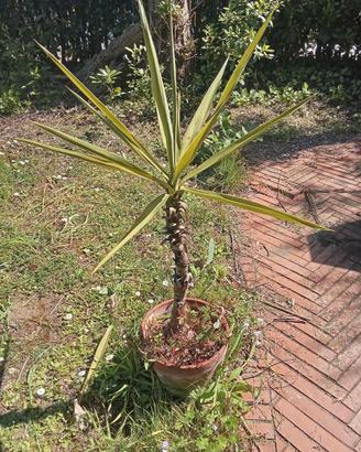 Pianta Yucca