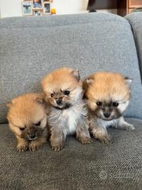 Volpino di pomerania con PEDIGREE